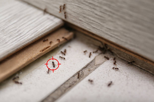 Best Pest Control Near Me  in Long Hill, CT