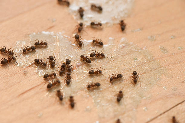 Best Termite Control Services  in Long Hill, CT
