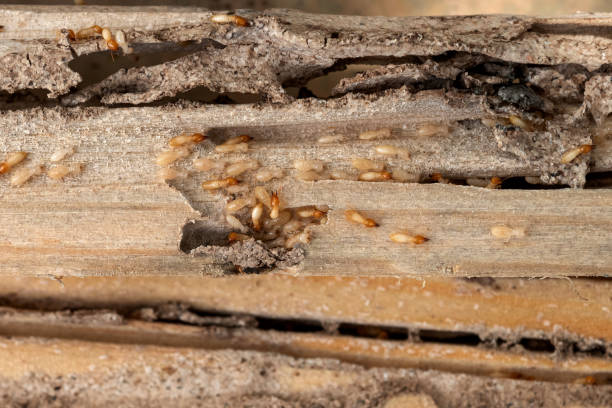 Best Pest Control Near Me  in Long Hill, CT