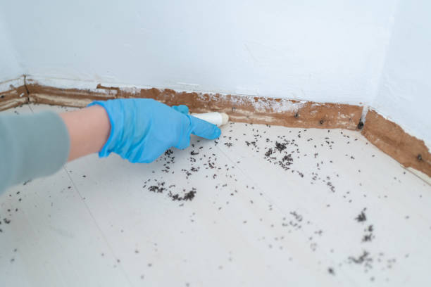 Best Ant Control Services  in Long Hill, CT